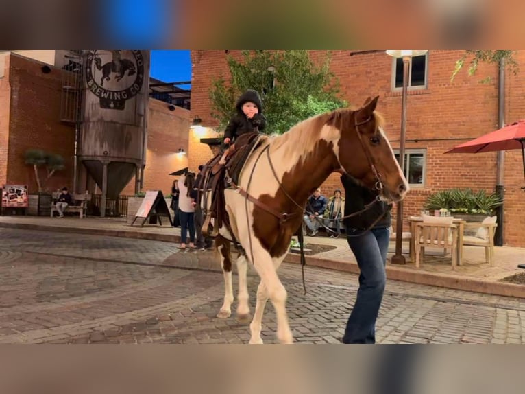 American Quarter Horse Giumenta 14 Anni 152 cm Sauro scuro in Weatherford TX