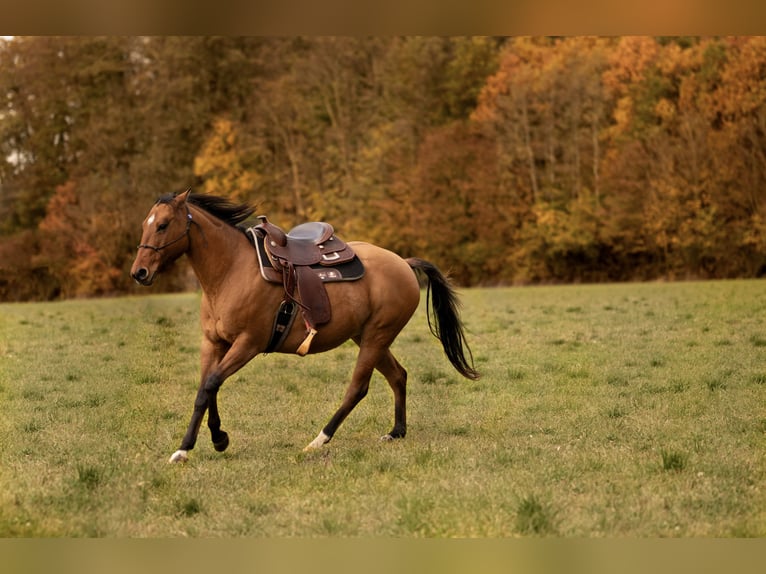 American Quarter Horse Giumenta 14 Anni 153 cm  in Leutershausen