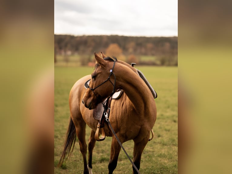 American Quarter Horse Giumenta 14 Anni 153 cm  in Leutershausen