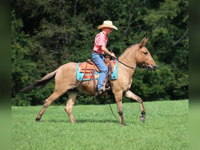 American Quarter Horse Giumenta 14 Anni 155 cm Pelle di daino in Level Green Ky