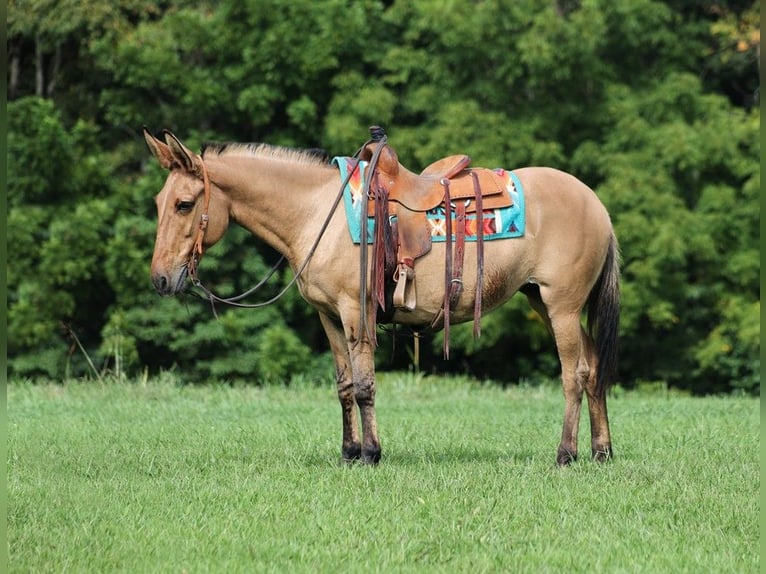 American Quarter Horse Giumenta 14 Anni 155 cm Pelle di daino in Level Green Ky