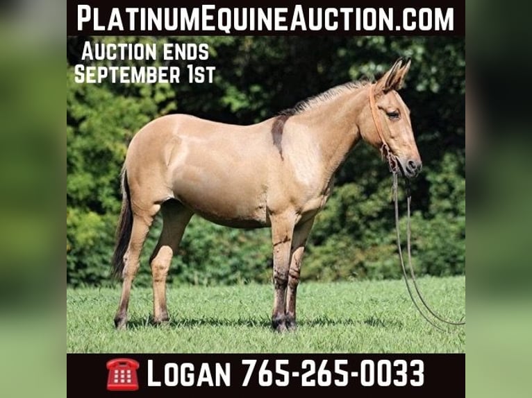 American Quarter Horse Giumenta 14 Anni 155 cm Pelle di daino in Level Green Ky