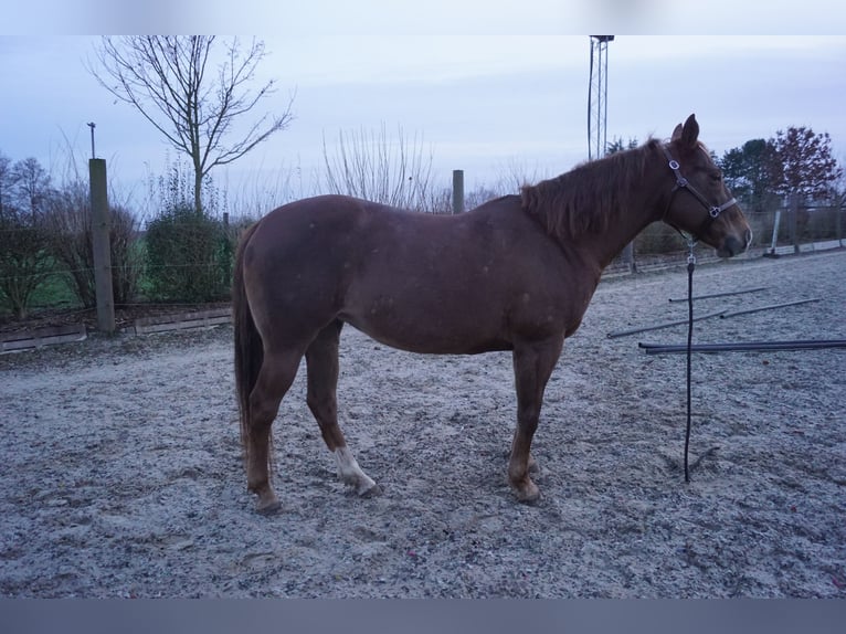 American Quarter Horse Giumenta 14 Anni 155 cm Sauro in Westerstede