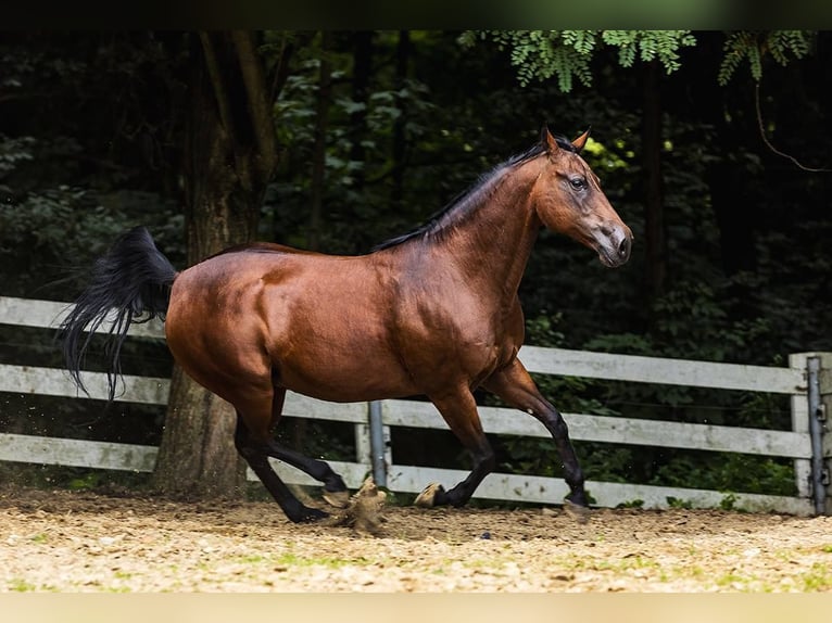 American Quarter Horse Giumenta 14 Anni 156 cm Baio nero in Skrzyszów