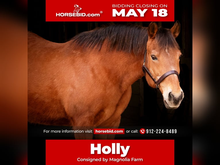 American Quarter Horse Giumenta 14 Anni Baio ciliegia in Guyton