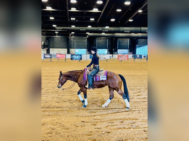 American Quarter Horse Giumenta 14 Anni Baio ciliegia in Longmont