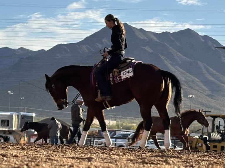 American Quarter Horse Giumenta 14 Anni Baio ciliegia in Longmont