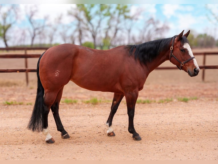 American Quarter Horse Giumenta 14 Anni Baio ciliegia in Longmont