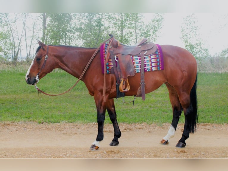 American Quarter Horse Giumenta 14 Anni Baio ciliegia in Longmont