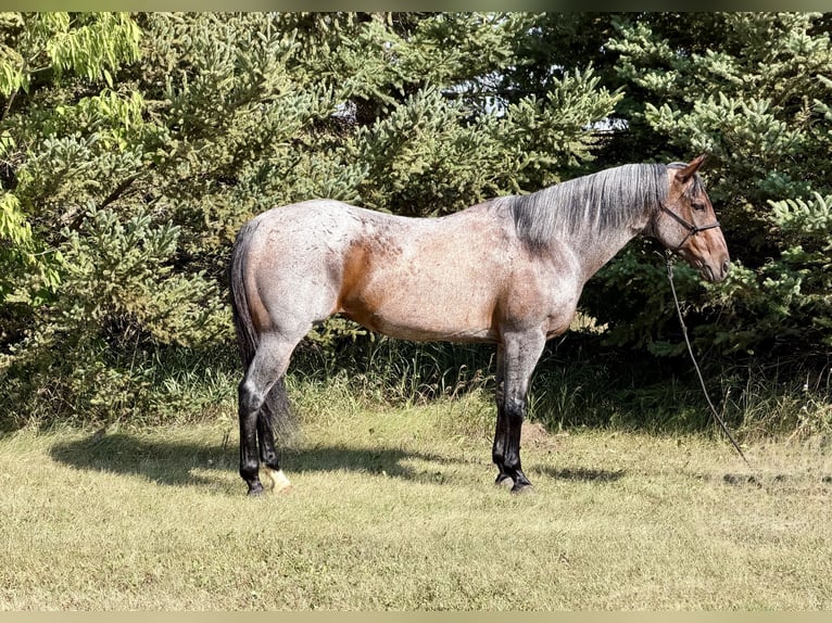 American Quarter Horse Giumenta 14 Anni Baio roano in Cannon Falls