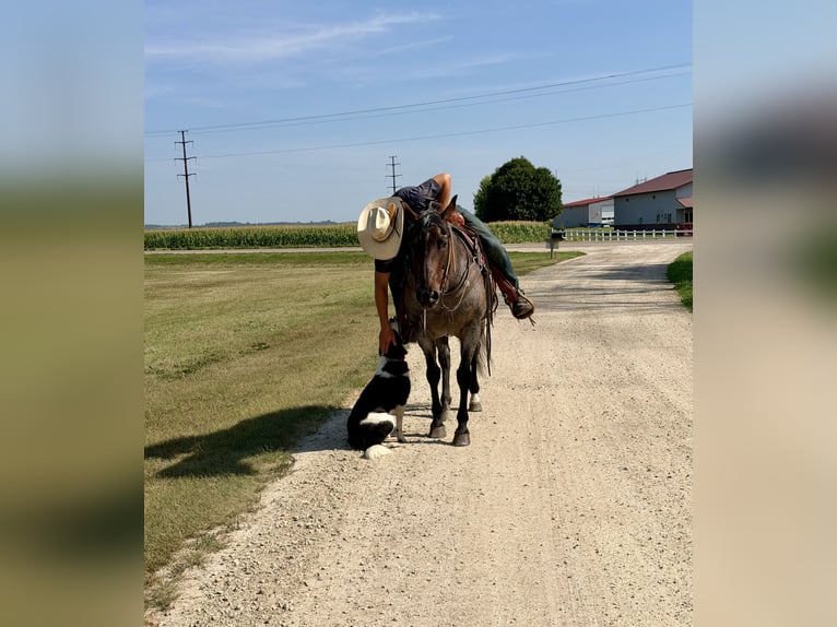 American Quarter Horse Giumenta 14 Anni Baio roano in Cannon Falls