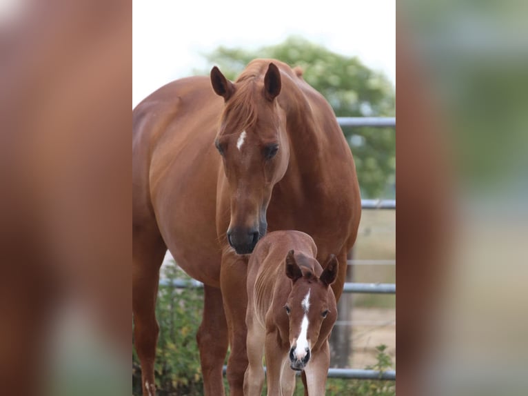 American Quarter Horse Giumenta 14 Anni in Schladming