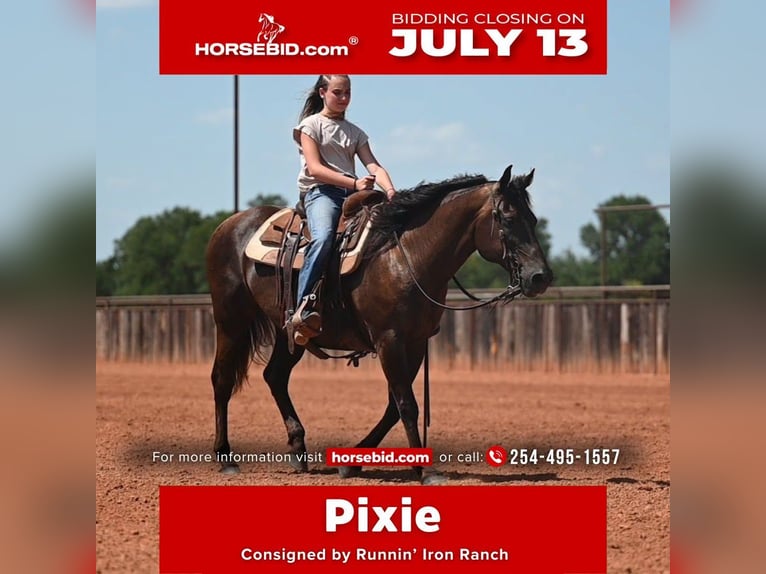 American Quarter Horse Giumenta 14 Anni Morello in Waco