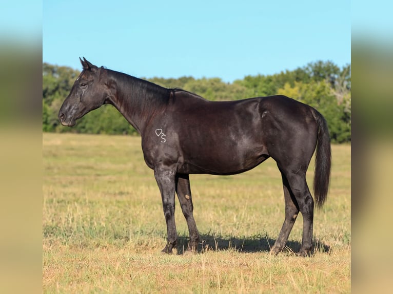 American Quarter Horse Giumenta 14 Anni Morello in Athens