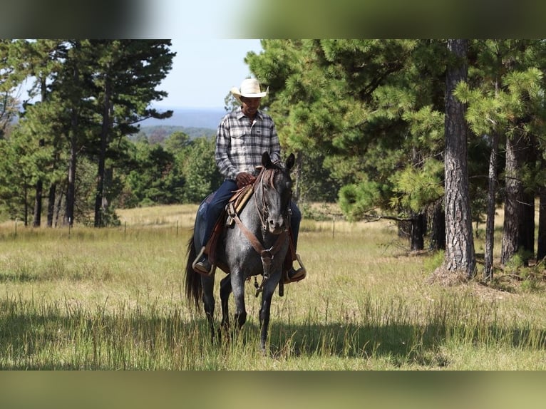 American Quarter Horse Giumenta 14 Anni Roano blu in Bee Branch