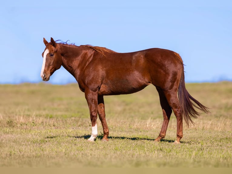 American Quarter Horse Giumenta 14 Anni Sauro scuro in Weatherford TX