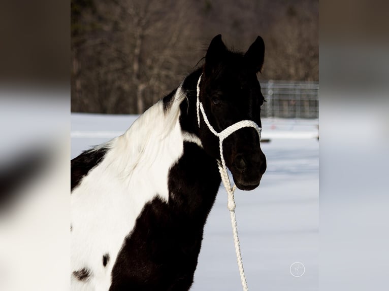 American Quarter Horse Giumenta 14 Anni Tobiano-tutti i colori in Mt. Grove, MO
