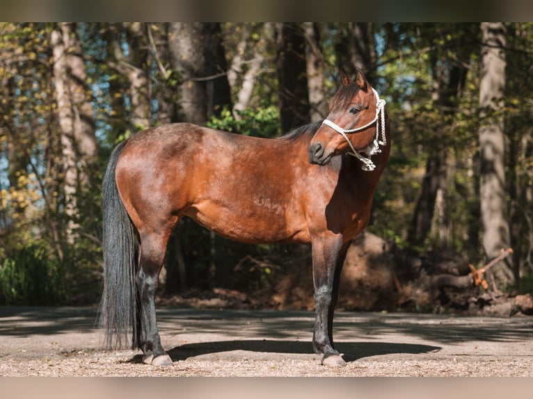 American Quarter Horse Giumenta 15 Anni 142 cm Baio ciliegia in Portage