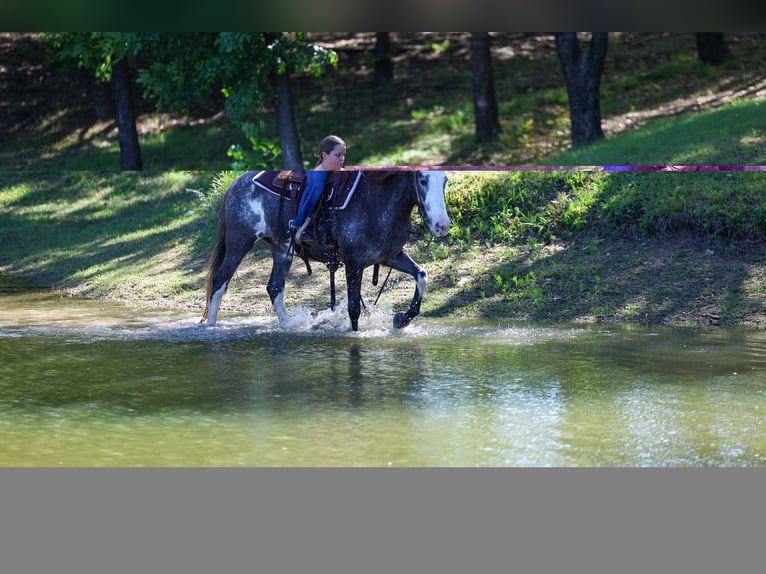 American Quarter Horse Giumenta 15 Anni 142 cm Pezzato in Forney