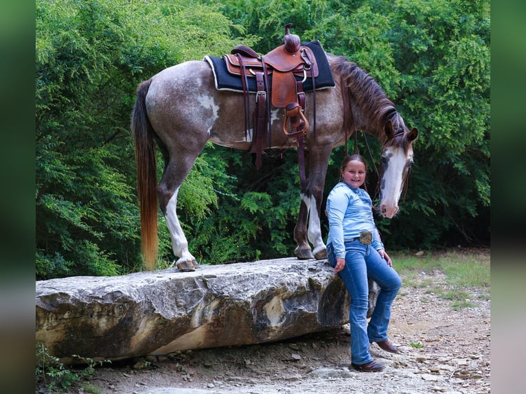 American Quarter Horse Giumenta 15 Anni 142 cm Pezzato in Forney