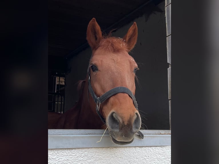 American Quarter Horse Mix Giumenta 15 Anni 145 cm Sauro in Regensburg