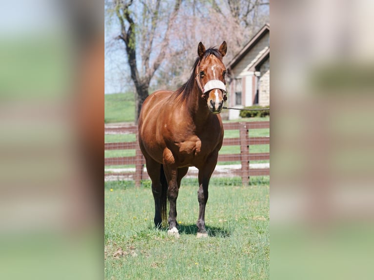 American Quarter Horse Giumenta 15 Anni 147 cm Baio ciliegia in Rineyville KY
