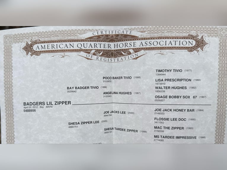 American Quarter Horse Giumenta 15 Anni 147 cm Baio ciliegia in Rineyville KY