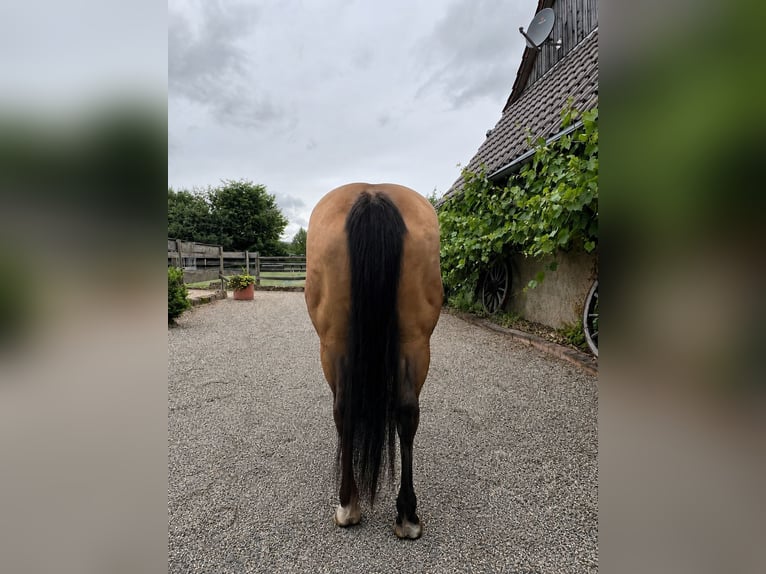 American Quarter Horse Giumenta 15 Anni 147 cm Pelle di daino in Bad Zwesten