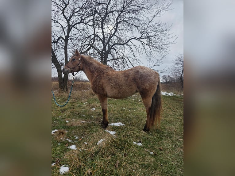 American Quarter Horse Giumenta 15 Anni 147 cm Roano rosso in Walbridge, Ohio