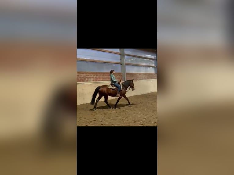 American Quarter Horse Mix Giumenta 15 Anni 149 cm Baio in Alsdorf