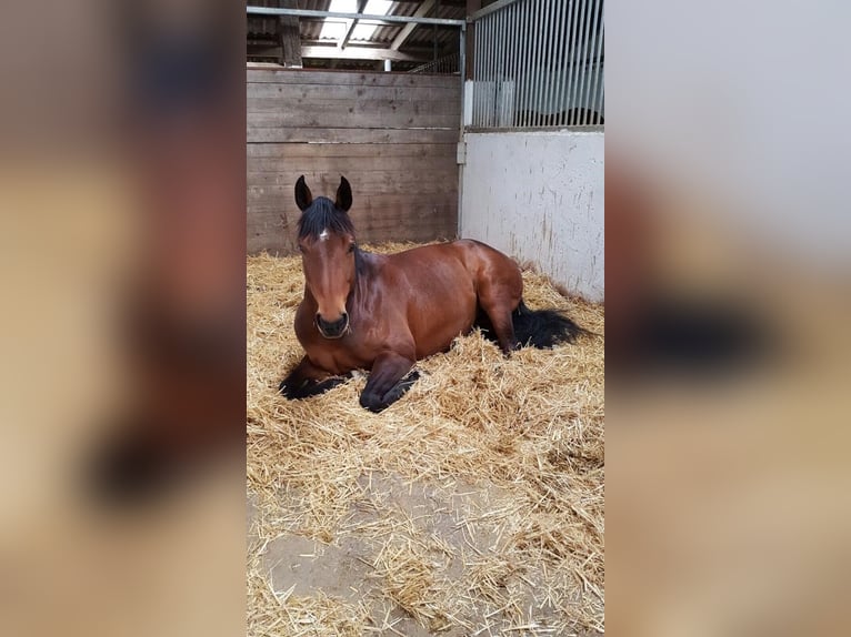 American Quarter Horse Giumenta 15 Anni 150 cm Baio in Meckesheim