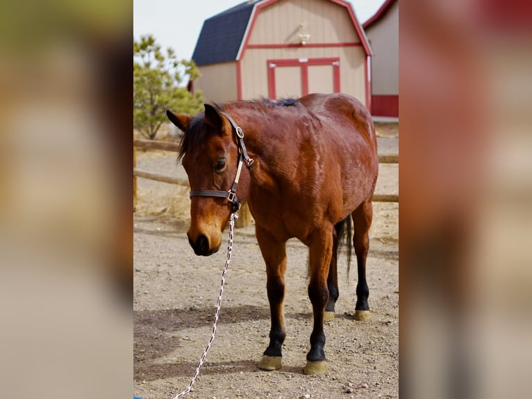 American Quarter Horse Giumenta 15 Anni 150 cm Baio ciliegia in Fort Collins