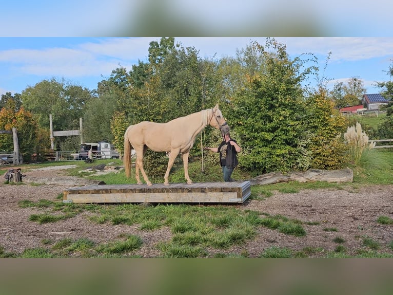 American Quarter Horse Giumenta 15 Anni 150 cm Palomino in Landolfshausen