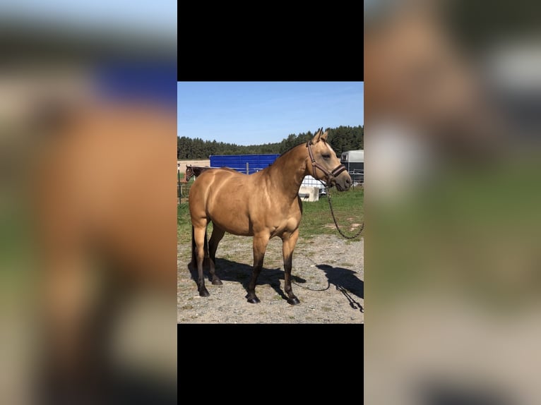 American Quarter Horse Giumenta 15 Anni 150 cm Pelle di daino in Parkstein