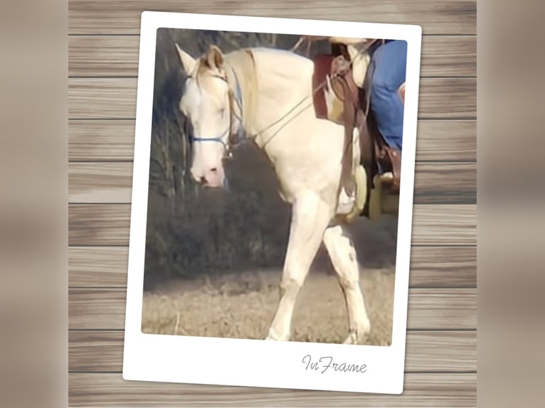 American Quarter Horse Giumenta 15 Anni 150 cm Perlino in Tann