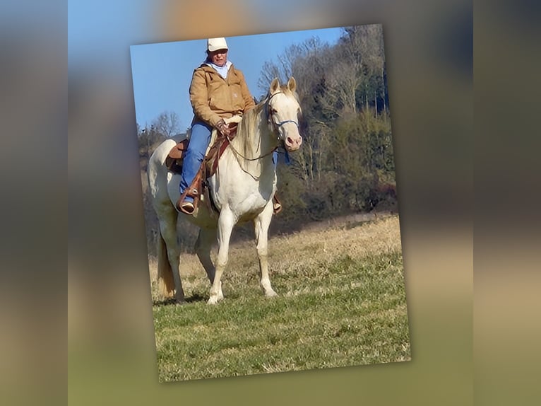 American Quarter Horse Giumenta 15 Anni 150 cm Perlino in Tann