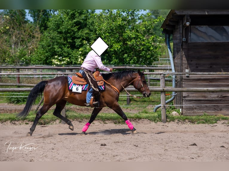 American Quarter Horse Giumenta 15 Anni 151 cm Baio in Seevetal