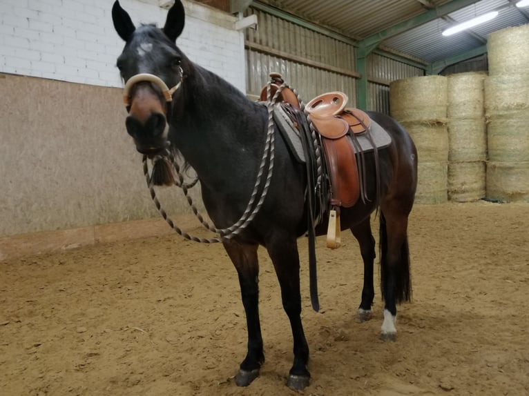 American Quarter Horse Giumenta 15 Anni 151 cm Baio in Wermelskirchen