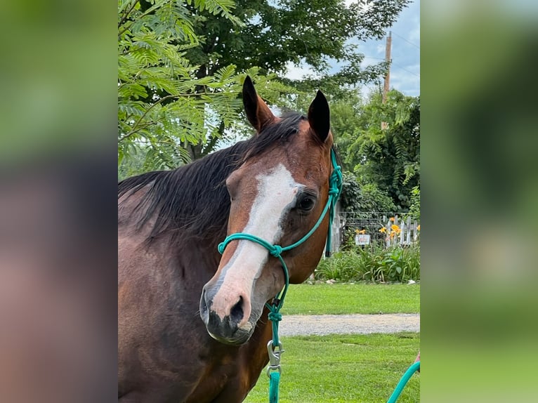 American Quarter Horse Giumenta 15 Anni 152 cm Baio ciliegia in Sedalia