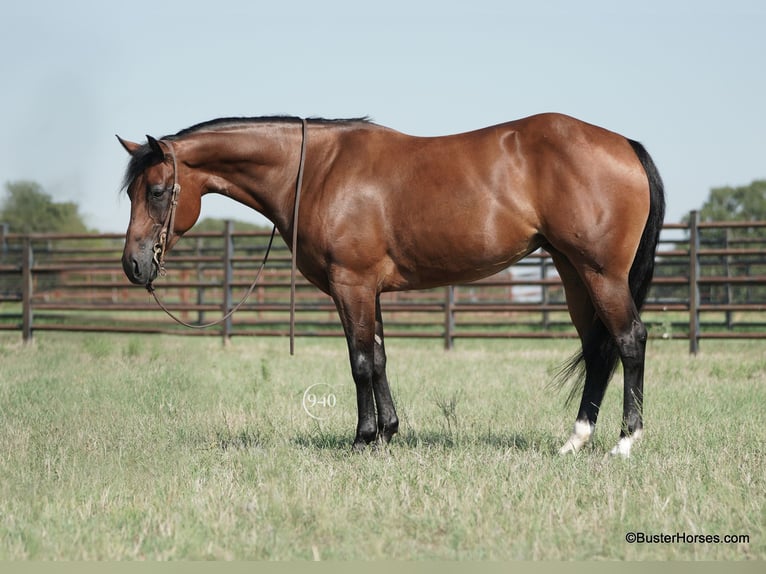 American Quarter Horse Giumenta 15 Anni 152 cm Baio ciliegia in weatherford tx