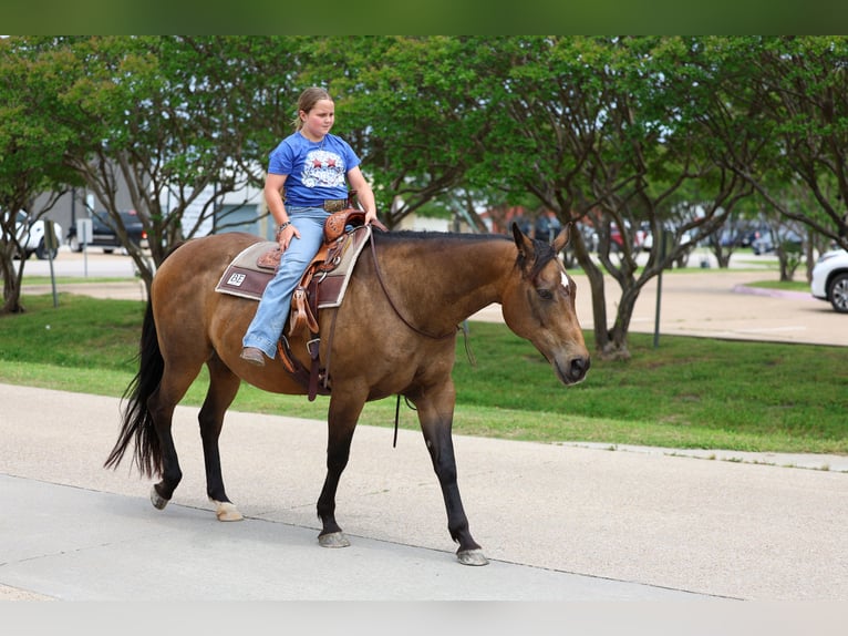 American Quarter Horse Giumenta 15 Anni 152 cm Baio ciliegia in Forney