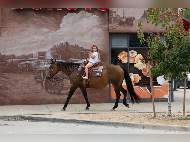 American Quarter Horse Giumenta 15 Anni 152 cm Baio ciliegia in Forney
