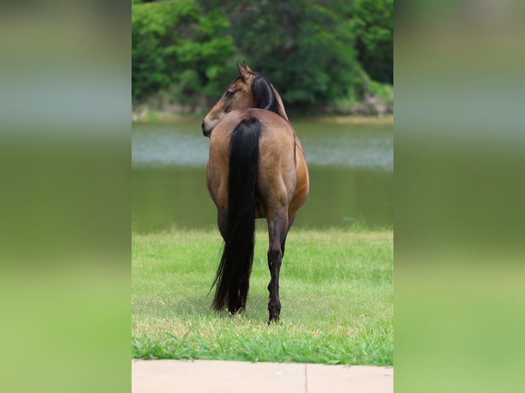 American Quarter Horse Giumenta 15 Anni 152 cm Baio ciliegia in Forney