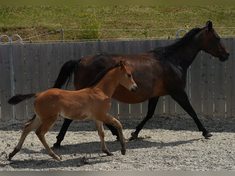 American Quarter Horse Giumenta 15 Anni 152 cm Baio scuro in Rottweil