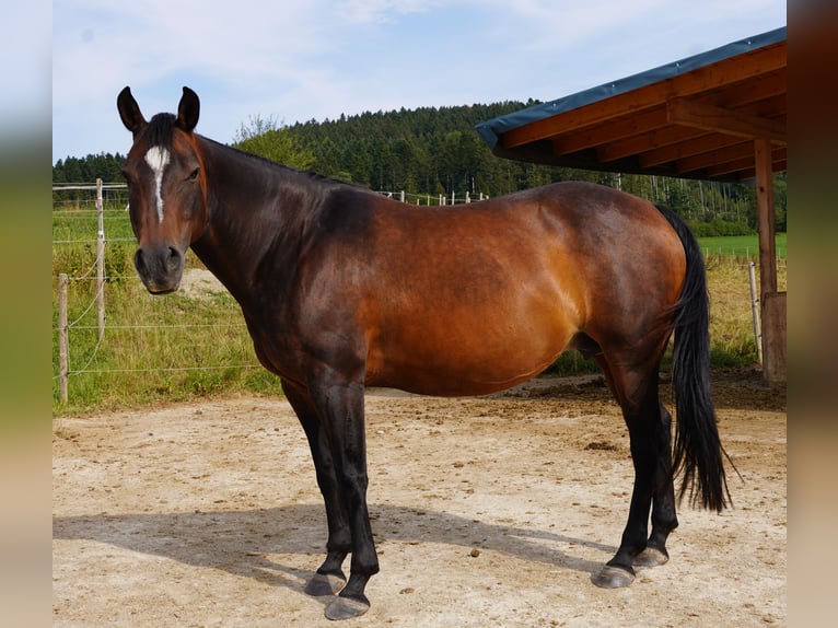 American Quarter Horse Giumenta 15 Anni 152 cm Baio scuro in Rottweil