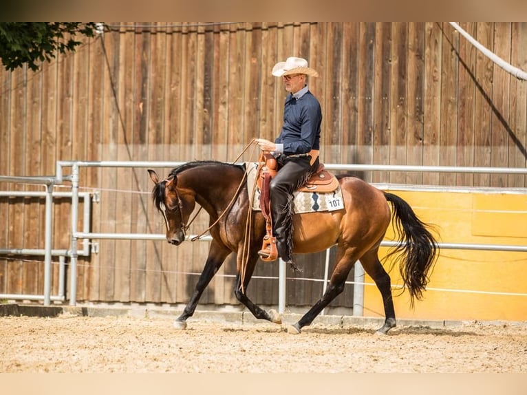 American Quarter Horse Giumenta 15 Anni 152 cm Baio scuro in Rottweil