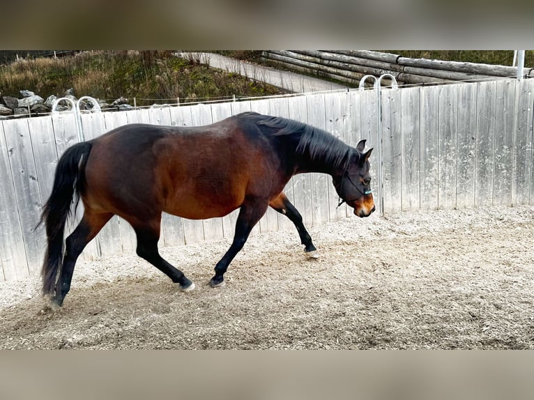 American Quarter Horse Giumenta 15 Anni 152 cm Baio scuro in Rottweil