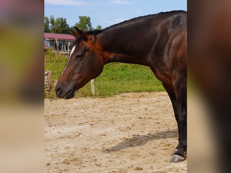 American Quarter Horse Giumenta 15 Anni 152 cm Baio scuro in Rottweil