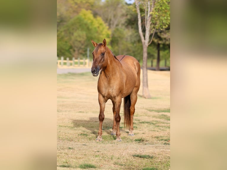American Quarter Horse Giumenta 15 Anni 152 cm Falbo in Terrell