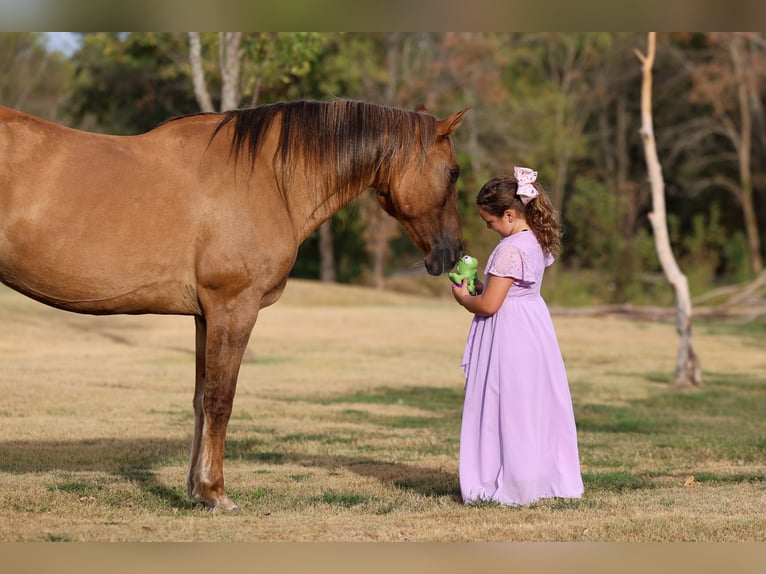 American Quarter Horse Giumenta 15 Anni 152 cm Falbo in Terrell